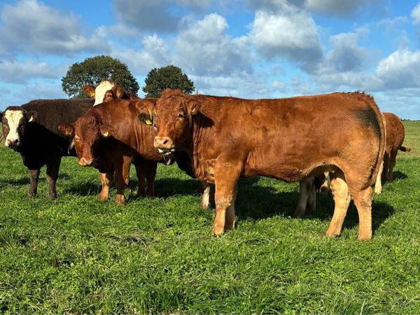 AI Bred Incalf Heifers - Main image