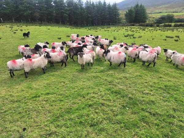 Sheep - Main image