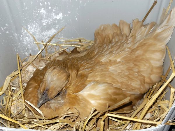 Hatching  Hen - Main image