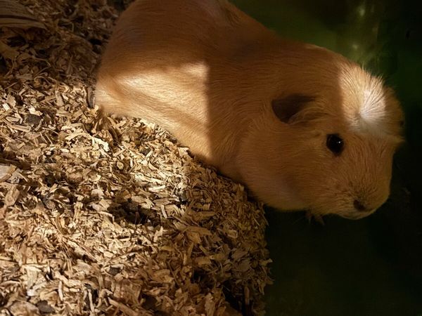 3 Guinea pigs & double story hutch - Main image