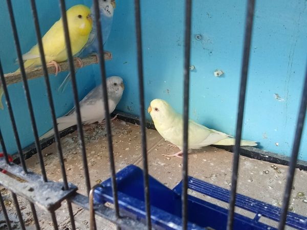 Birds - Main image