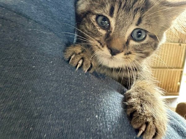 Tame farm kittens - Main image