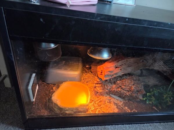 Snake and Vivarium - Main image