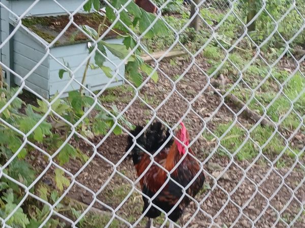 Rooster - Main image