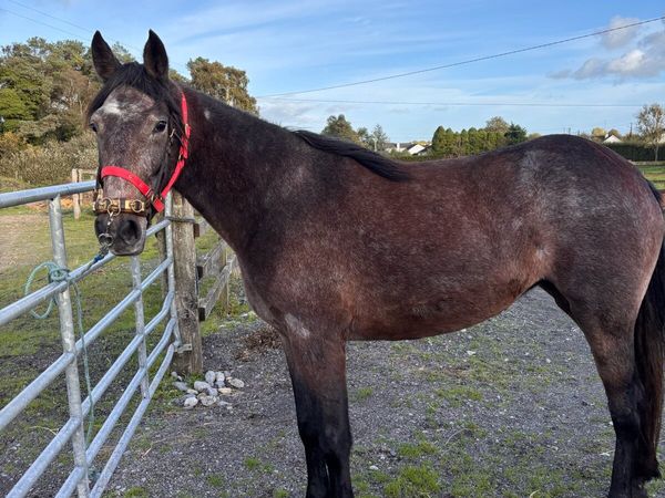 Filly - Main image