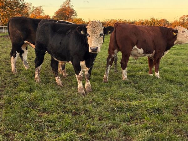 24 Hereford  bullocks - Main image