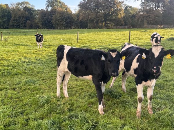 Friesian heifers - Main image