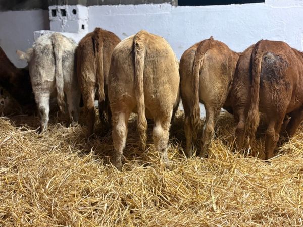 Continental Heifers - Main image