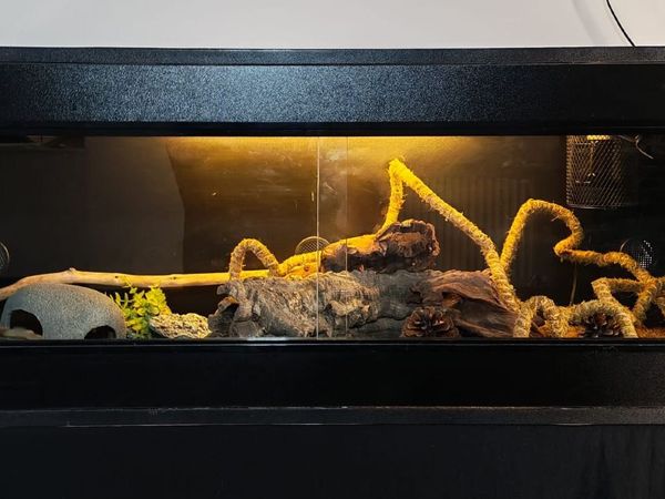 Black wood vivarium - Main image