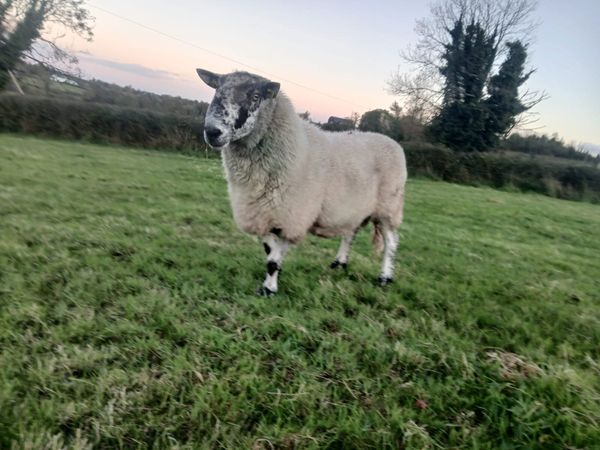 Rams - Main image