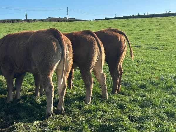 Super Red Limousine Heifers - Main image