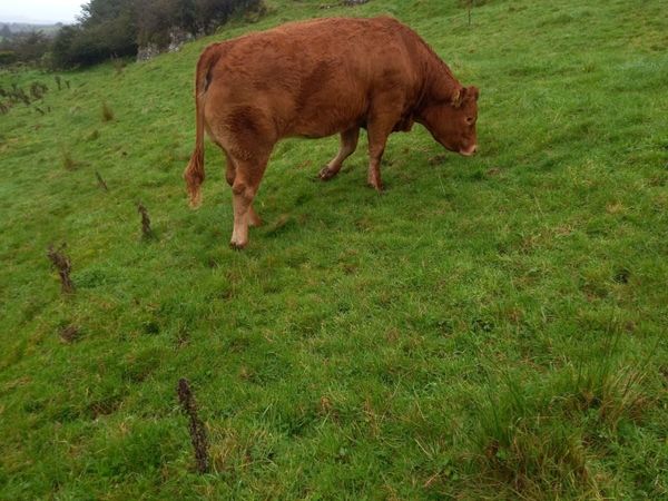 Breeding Heifers - Main image