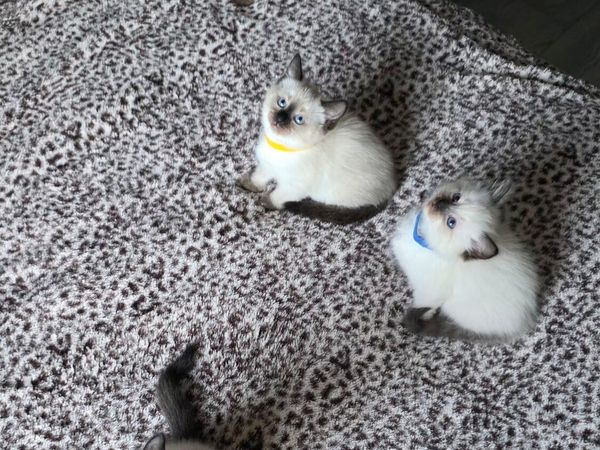 ragdoll kittens - Main image