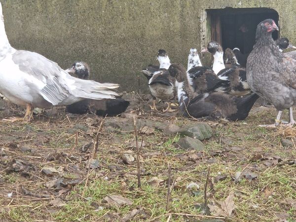 Muscovy Ducklings - Main image