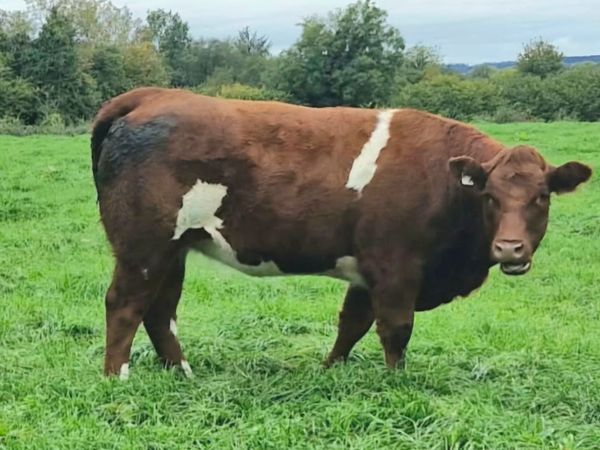 SH/SHX Sale 21st October for sale in Tipperary for €3,500 on DoneDeal