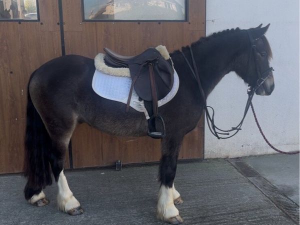 Pony - Main image