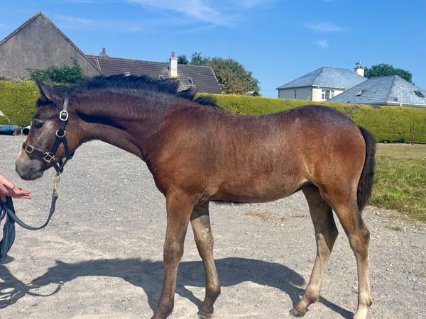 Gwennic De Goariva  filly Foal - Main image