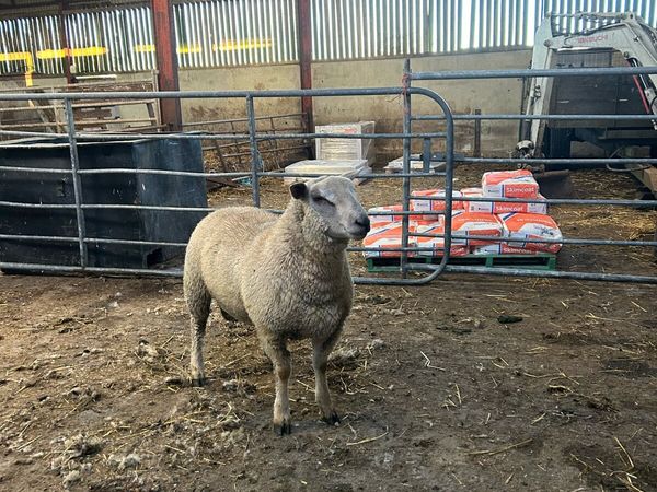 Pbnr charrolaois and vedeen ram lambs - Main image