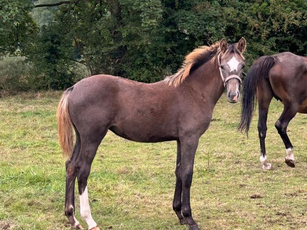Filly foal - Main image