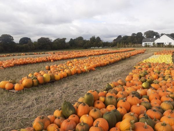 Pumpkins  for sale   Dublin  🎃  🎃 - Main image