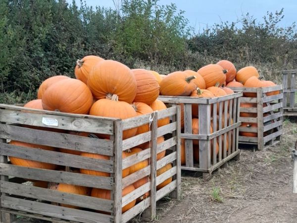 Pumpkins  for sale   Dublin  🎃  🎃 - Main image