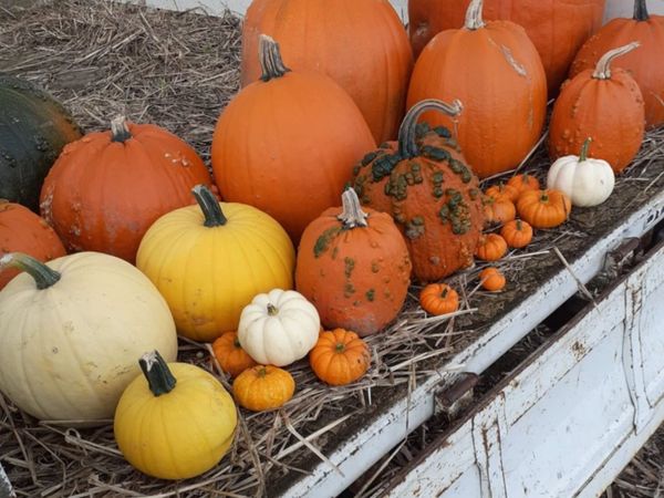 Pumpkins  for sale   Dublin  🎃  🎃 - Main image