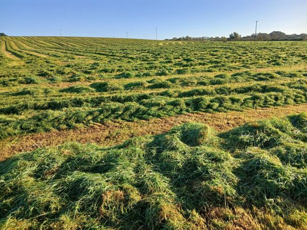 Silage Bales - Main image