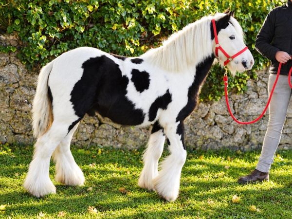 Proper Pony for sale - Main image