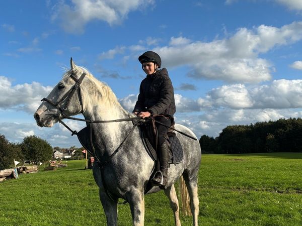 5 Year Old Gelding. - Main image