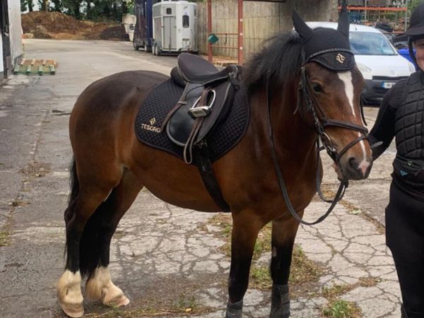 14.1hh Irish Sport Pony - Main image