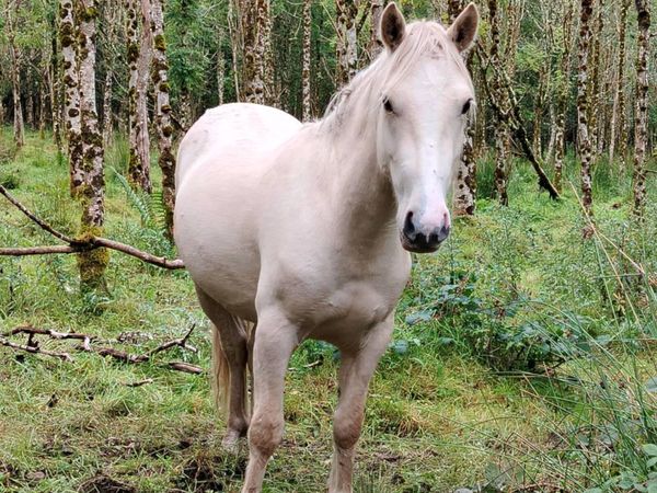 Ponies for sale - Main image
