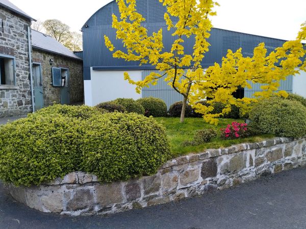 Rehabilitation, full livery breaking in Ballyhale. - Main image