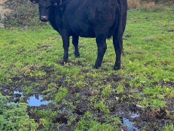 Pedigree Angus Cow - Main image