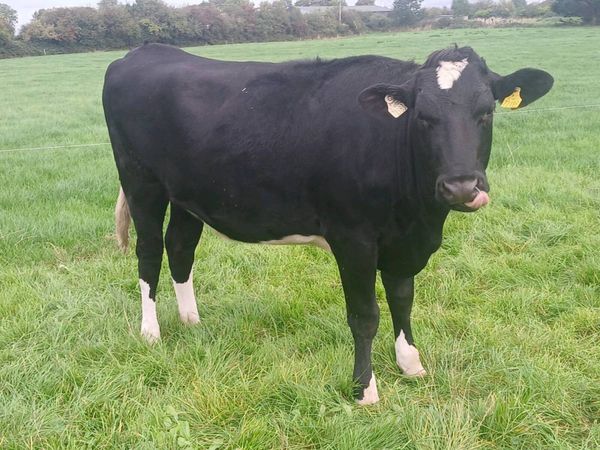 4 high ebi in calf heifers - Main image