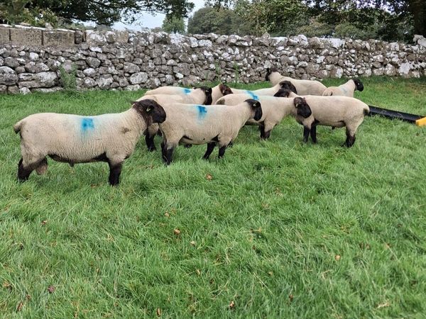 Suffolk Rams - Main image