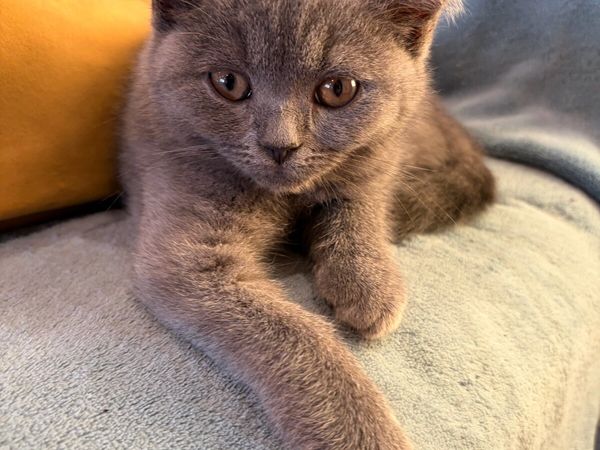 British Shorthair - Main image