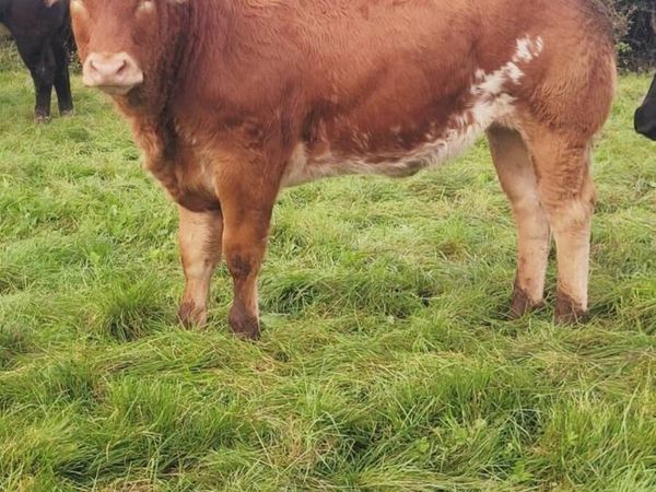 Breeding heifers - Main image