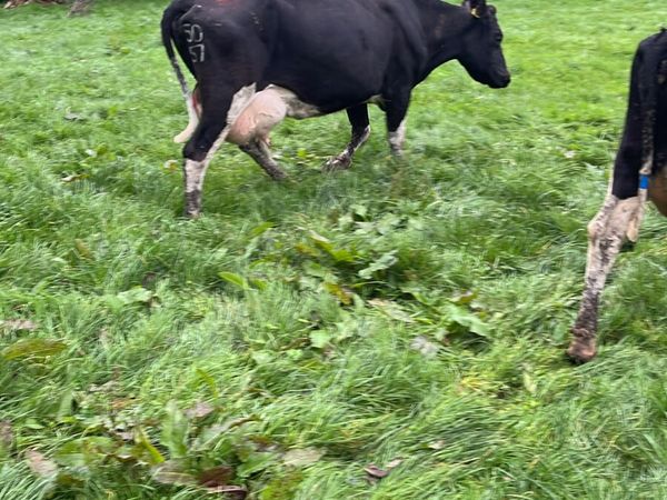 Young empty cows - Main image