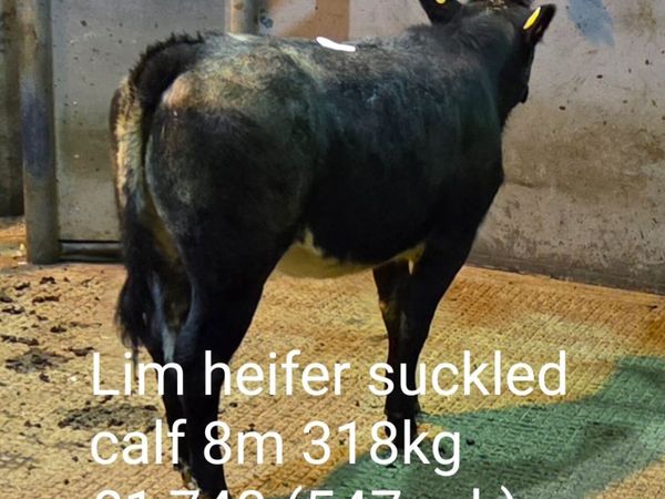 Suckled Calf Sale Report (B2) - Main image