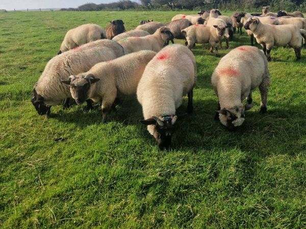 Lambs - Main image