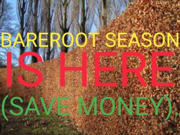 Bare root hedging - Main image