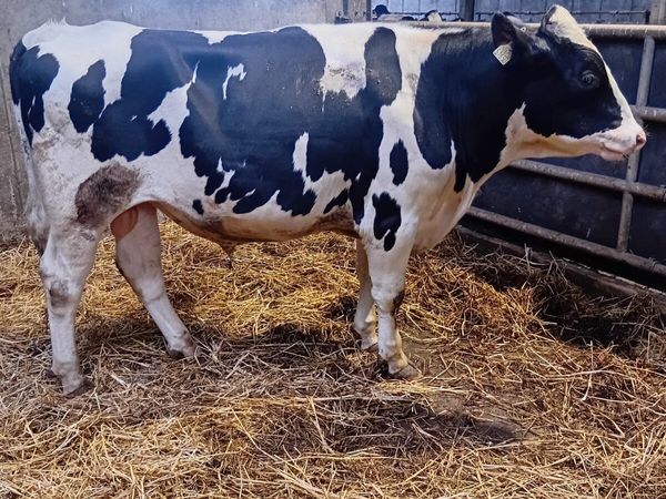 2 service age sires for sale - Main image