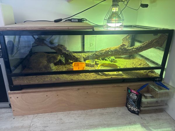 Red bearded dragon and full set up - Main image