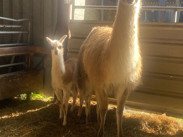 Llama with foal - Main image