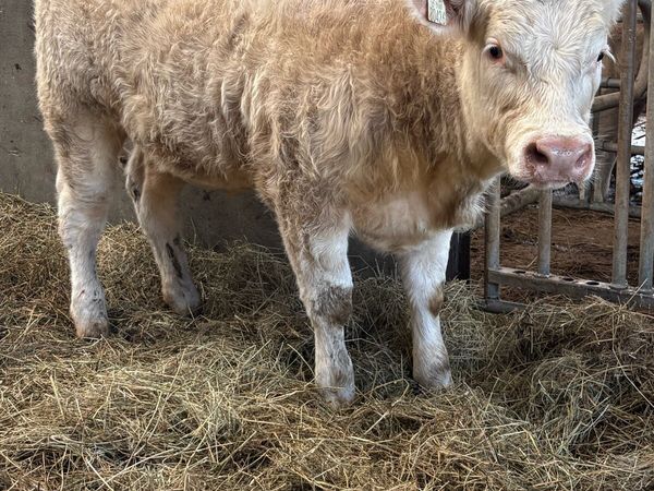 ⭐️⭐️super PBR Charolais Heifer ⭐️⭐️ - Main image