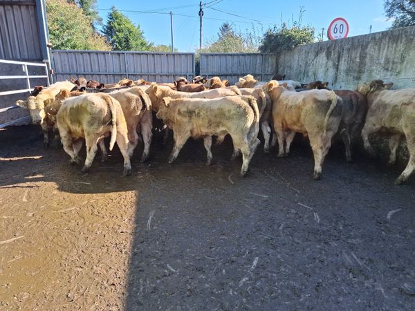Kilcullen mart weanling show&sale Monday - Main image