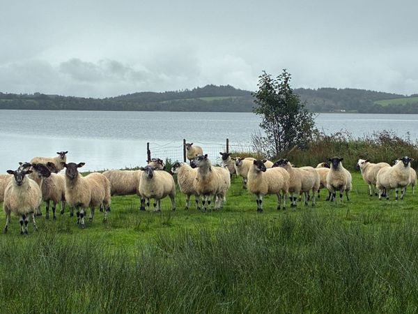 Mule Hoggets - Main image