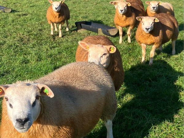PBR Texel Rams - Main image