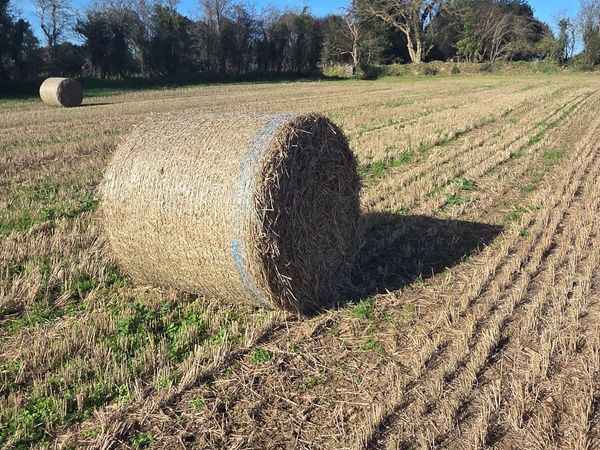 Spring Barley Straw - Main image
