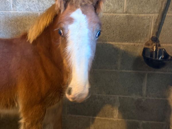 Cob colt foal - Main image